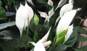 Las mejores plantas para purificar el hogar