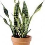 Planta sanseviera