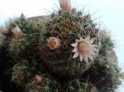 Floreros convencionales.