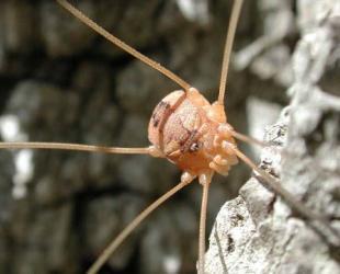 Descubren en Brasil a la araña de 'El Señor de los Anillos'