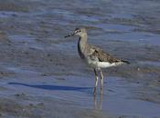 Pitotoy chico albufera Chiquita