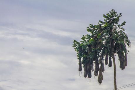 La Paya, amazonia colombiana