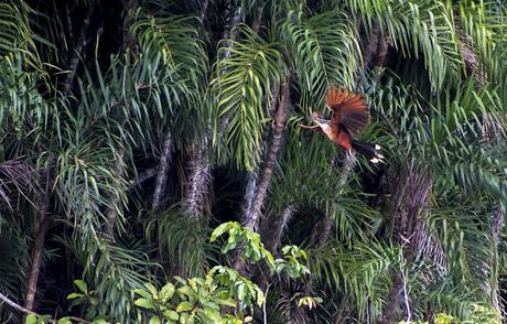 La Paya, amazonia colombiana