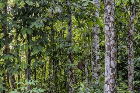 La Paya, amazonia colombiana
