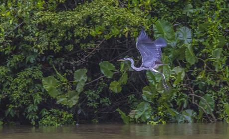 La Paya, amazonia colombiana