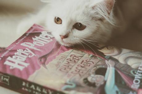 ¡Bienvenidos a My Magical Shelf!