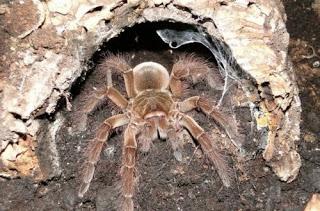 La araña más grande del mundo. Tarántula Goliath