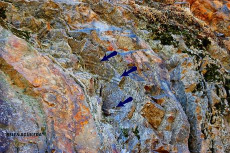 Separata: Excursiones geológicas por los alrededores de Almadén