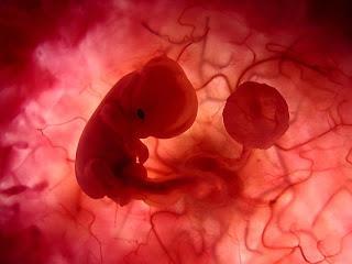 ¿Por qué el sistema inmunológico de la madre no rechaza al feto?