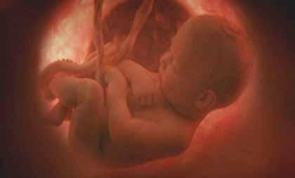 ¿Por qué el sistema inmunológico de la madre no rechaza al feto?