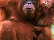 rescate orangután prostituido burdel Borneo