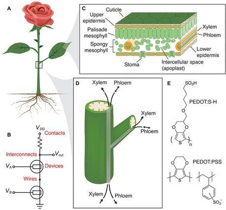 Científicos suecos, desarrollan un nuevo tipo de papel capaz de almacenar energía eléctrica