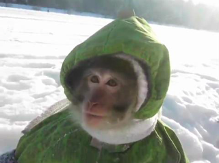 ¡Que vienen!¡Que vienen!¡Que ya están aquí!: De resfriados y gripe ¡Que vienen!¡Que vienen!¡Que ya están aquí!: De resfriados y gripe