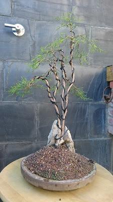 Poda de diseño en la Sabina