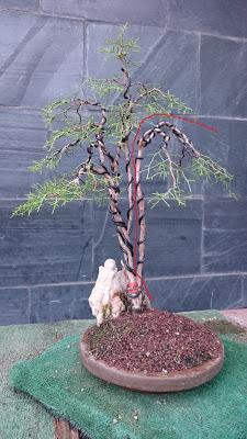 Poda de diseño en la Sabina