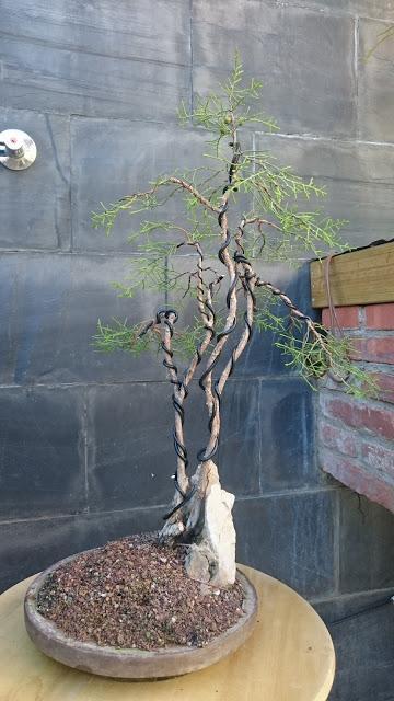 Poda de diseño en la Sabina