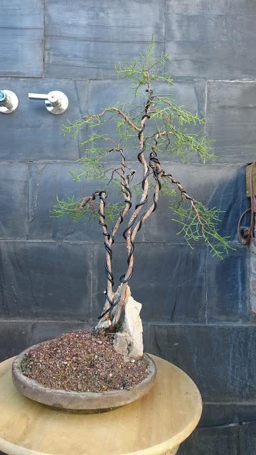 Poda de diseño en la Sabina Poda de diseño en la Sabina