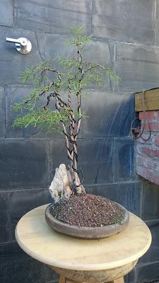 Poda de diseño en la Sabina Poda de diseño en la Sabina