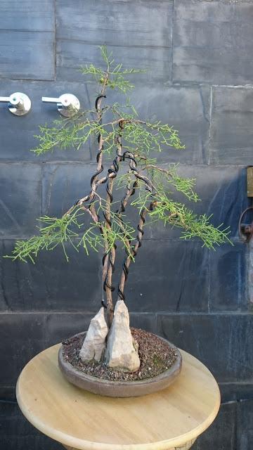 Poda de diseño en la Sabina Poda de diseño en la Sabina