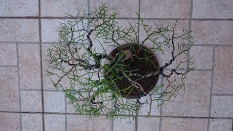 Poda de diseño en la Sabina Poda de diseño en la Sabina