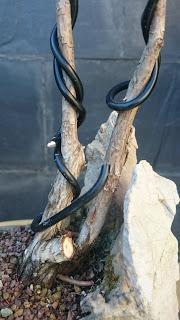 Poda de diseño en la Sabina Poda de diseño en la Sabina