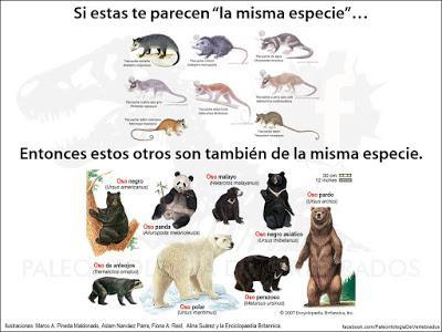 Oye ¿y qué es un nombre científico? Oye ¿y qué es un nombre científico?