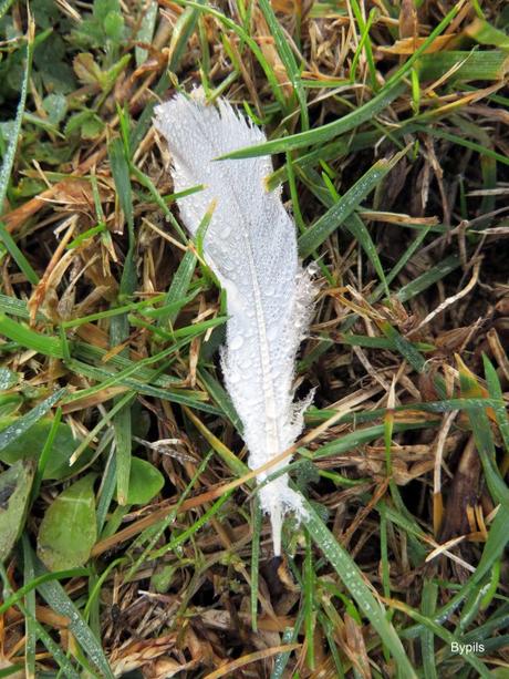pluma2