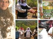 PERU: miel abeja, potente antibacteriano, energizante antioxidante.