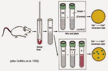 ames test mutagen salmonella liver griffiths mouse mice control strain reversion his mutagenicidad