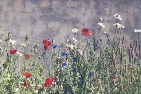 Un día en Finca Aldeallana flores rojas azules www.bodasdecuento.com