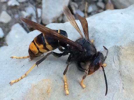 La avispa asiática ya amenaza El Bierzo después de un año de aparecer en el norte de Burgos.