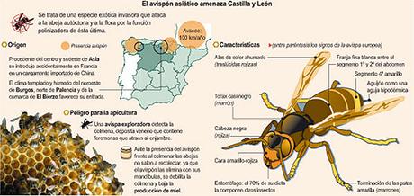 La avispa asiática ya amenaza El Bierzo después de un año de aparecer en el norte de Burgos.