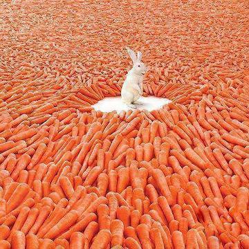 zanahorias2