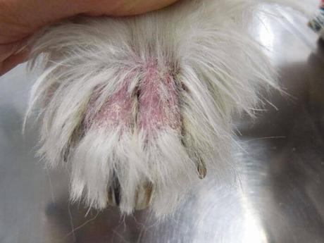 dermatitis en perros