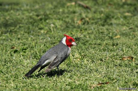 Cardenal pastando