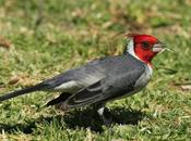 Cardenal pastando