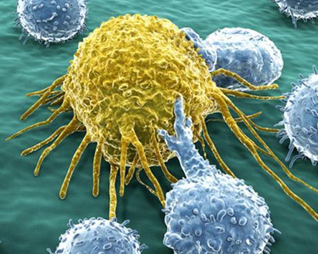 Sistema Inmmunológico (2)