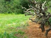 Arqueologia vino
