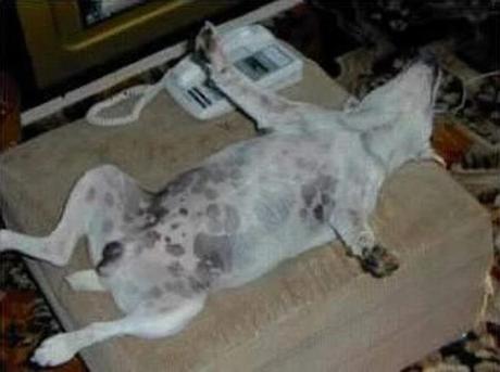 perros durmiendo en posturas increíbles. 
