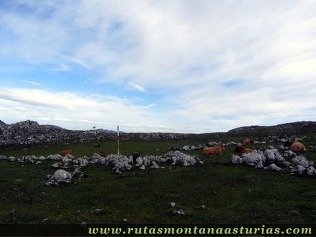 Circular Coañana Saleras: Pradera con vacas