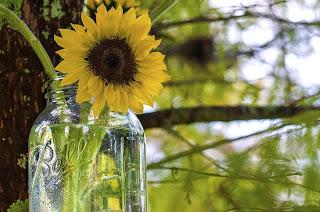 Girasol en un tarro de cristal