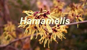 Hamamelis