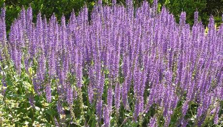 10 milagrosos remedios caseros para la menopausia