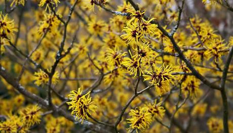 10 milagrosos remedios caseros para la menopausia