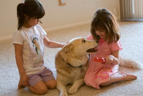 Animales de compañía