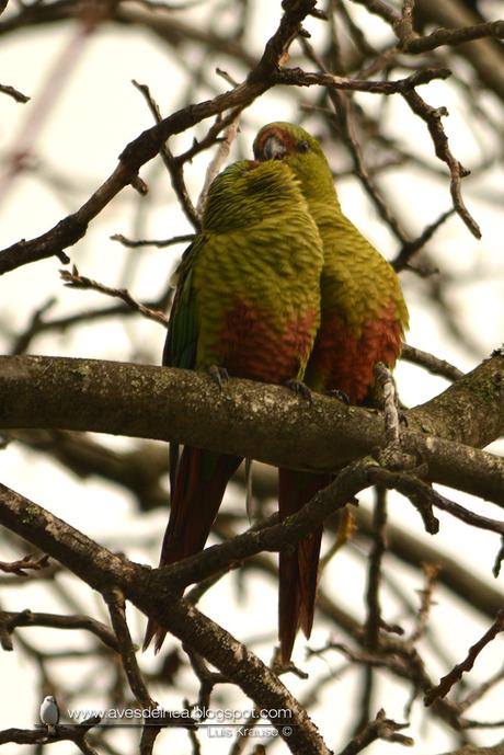 Cachaña (Austral Parakeet) Enicognathus ferrugineus