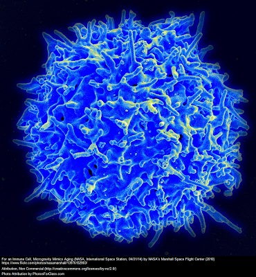 La descripción científica actual sobre la #Célula humana en los libros de texto debe de ser reescrita #Cell #Ciencia #Science #Biología
