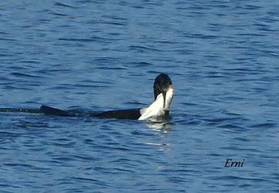 MORITOS, CAZADOR Y PESCADOR EN SANTOÑA