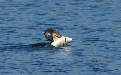 MORITOS, CAZADOR Y PESCADOR EN SANTOÑA