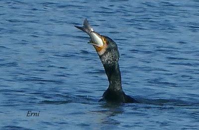 MORITOS, CAZADOR Y PESCADOR EN SANTOÑA